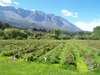 Plantacin de frutillas [Al fondo, el cerro Piltriquitron]