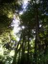 Bosque junto al Lago Mascardi