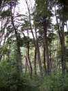 Bosque en el Mirador de Piuke Huapi