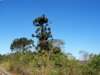 Araucaria (1)