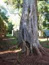 Arbol Corazn de piedra [Lo que se ve son races envolviendo una columna.]