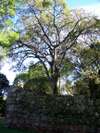 Ruinas de San Ignacio Mini (Misiones)